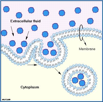 Endocytosis (phagocytosis and pinocytosis) Endocytosis is a process for moving the large molecules and particles into the cells.