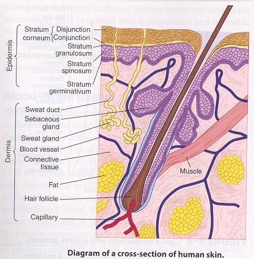 3. Dermal (Skin) Human skin comes into contact with many toxic agents such as pesticides and other environmental and occupational chemicals.