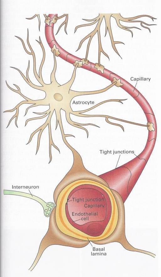 1. The blood-brain barrier (BBB) BBB is less permeable than most other areas of the body.