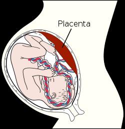 2. The placental barrier It consists of several cell layers (almost 6) between the maternal and fetal circulatory