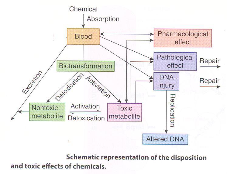 *Depending on their physical and chemical properties xenobiotics may be absorbed by GI tract, lung and/or skin.