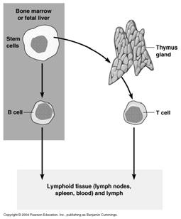 major groups of cells Lymphocytes