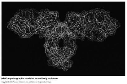 Antibody Antibody structure