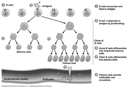 Role of antibodies Specificity Selective: specificity