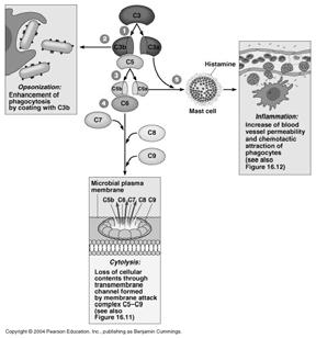 receptors TLR s On macrophages G-