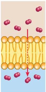 Membrane Transport and Transport Across Cell Membranes What happens