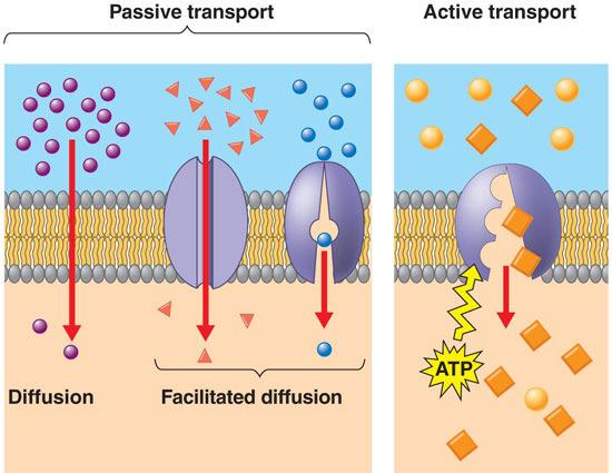 proteins specific to solute Energy provided by ATP Works AGAINST