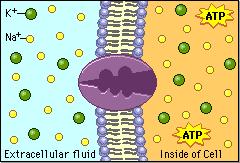 substances in the cell or in organelles Get rid of unneeded things