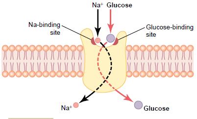 2 kinds of secondary active transport Ion and solute move in the same direction = symport Example: Na + and glucose in the