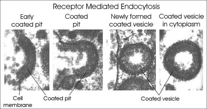 Receptor-Mediated Endocytosis