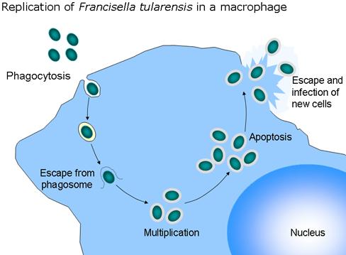Phagocytosis Process is very effective but sometimes it goes wrong Cell drinking Endocytosis of extracellular fluid containing small solutes