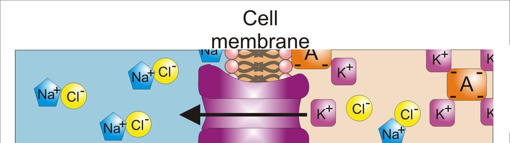 Cells have open K + channels, closed Na +