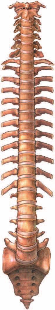 Skeleton Spine PLATE. Dens of C C Ant.