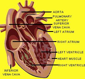 SupraVentricular Tachycardia Atrial Extra Systole Sinus