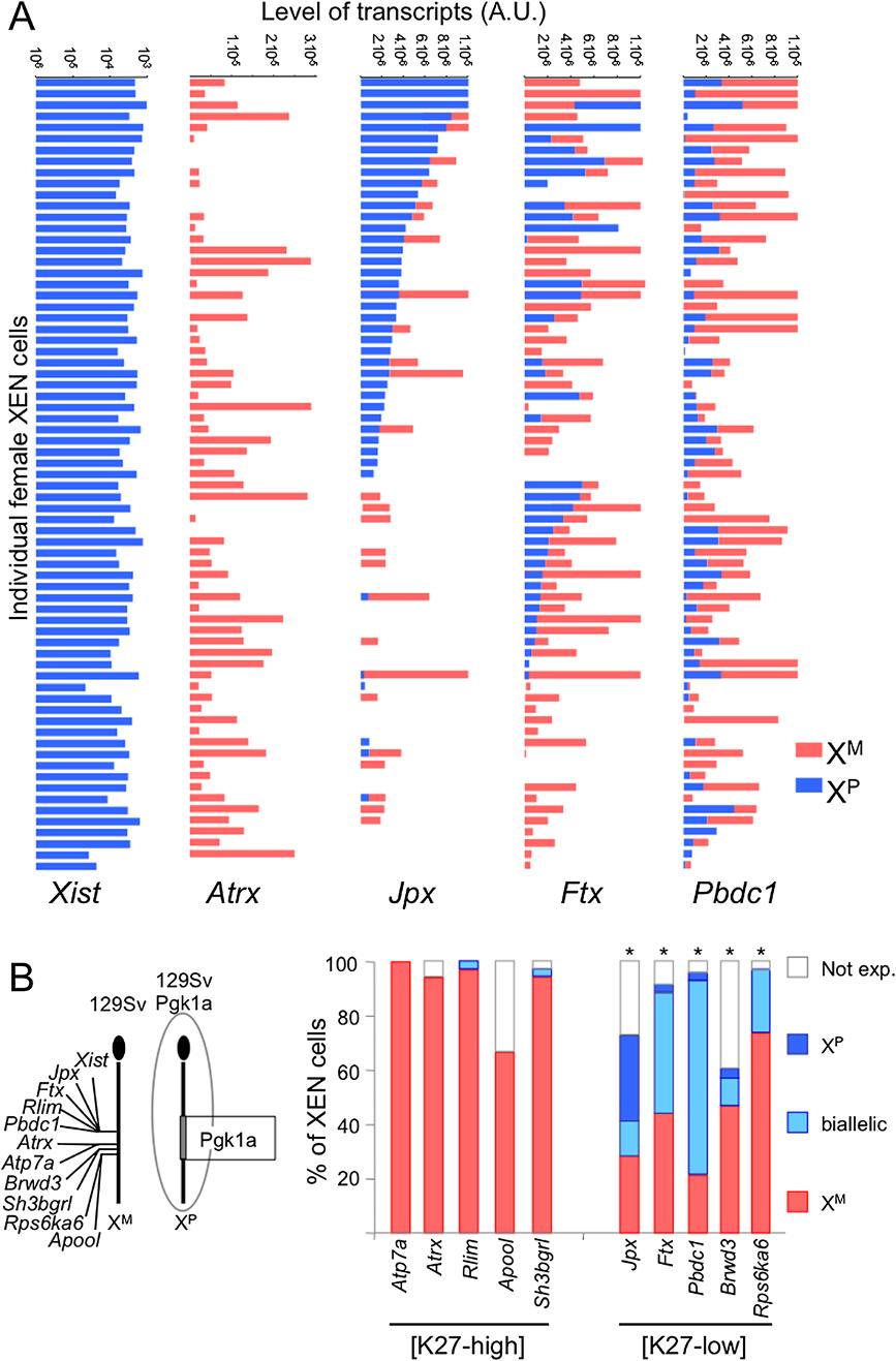 Merzouk et al. Epigenetics & Chromatin 2014, 7:11 Page 6 of 14 Figure 3 RT-qPCR analysis of X-linked gene expression in single female XEN cells.