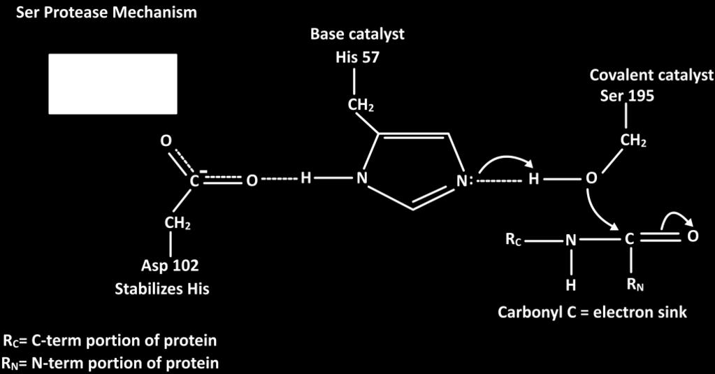 This serine ion reacts with the substrate.