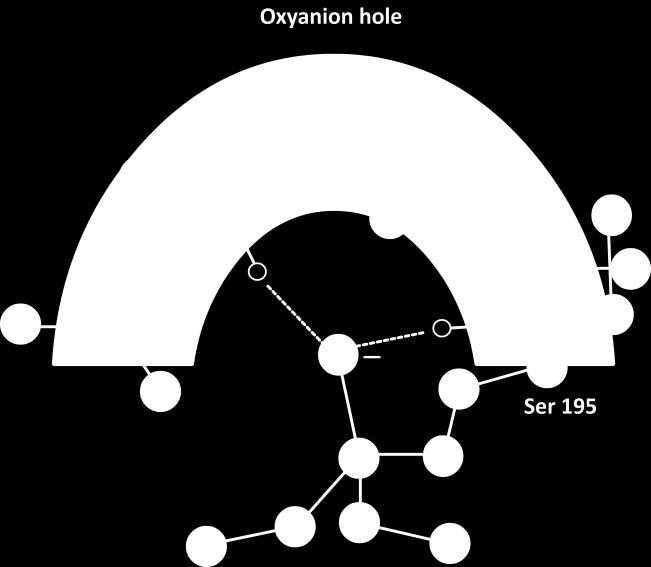 Fig5. Oxyanion hole Oxygen develops a partially negative charge in the oxyanion hole. The serine side chain now binds to the electron-deficient carbonyl carbon of the protein main chain.