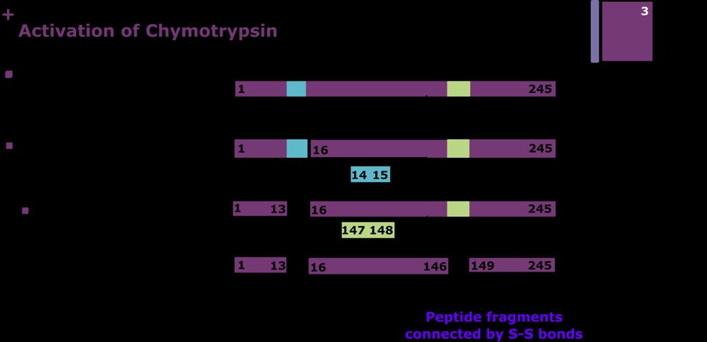 4.2. Production of Active Chymotrypsin takes place via proteolytic cleavage from an inactive precursor.