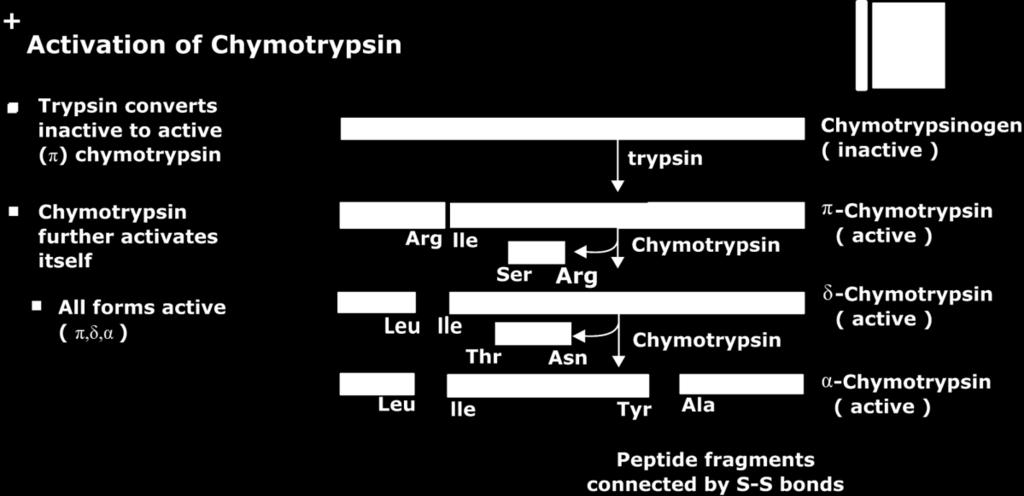 The unusual structure of Chymotrypsin arises as a result of activation of the zymogen by proteolytic cleavage. The activation of Chymotrypsin occurs in stages.