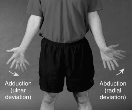 Horizontal Adduction, Ulnar Deviation, and Rotation Horizontal adduction: Occurs as the shoulder or hip moves