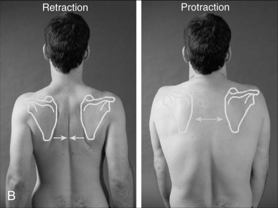 Retraction (Retrusion) Movement at a joint in a posterior direction Opposition Movement in which the pad of the thumb comes into contact with the pad of any finger on the same hand 43 44
