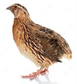 Low pathogenic avian influenza: H7N9 H7N9 in birds experimental studies: no clinical signs in 6 weeks old chickens IVPI = 0 chickens and quail shed the most shedding from