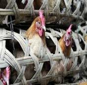 Highly pathogenic avian influenza: H5N8 Background first detected in China in November 2013 in LBM surveillance 42 outbreaks in poultry farms in Republic of Korea, China and Japan, from January to