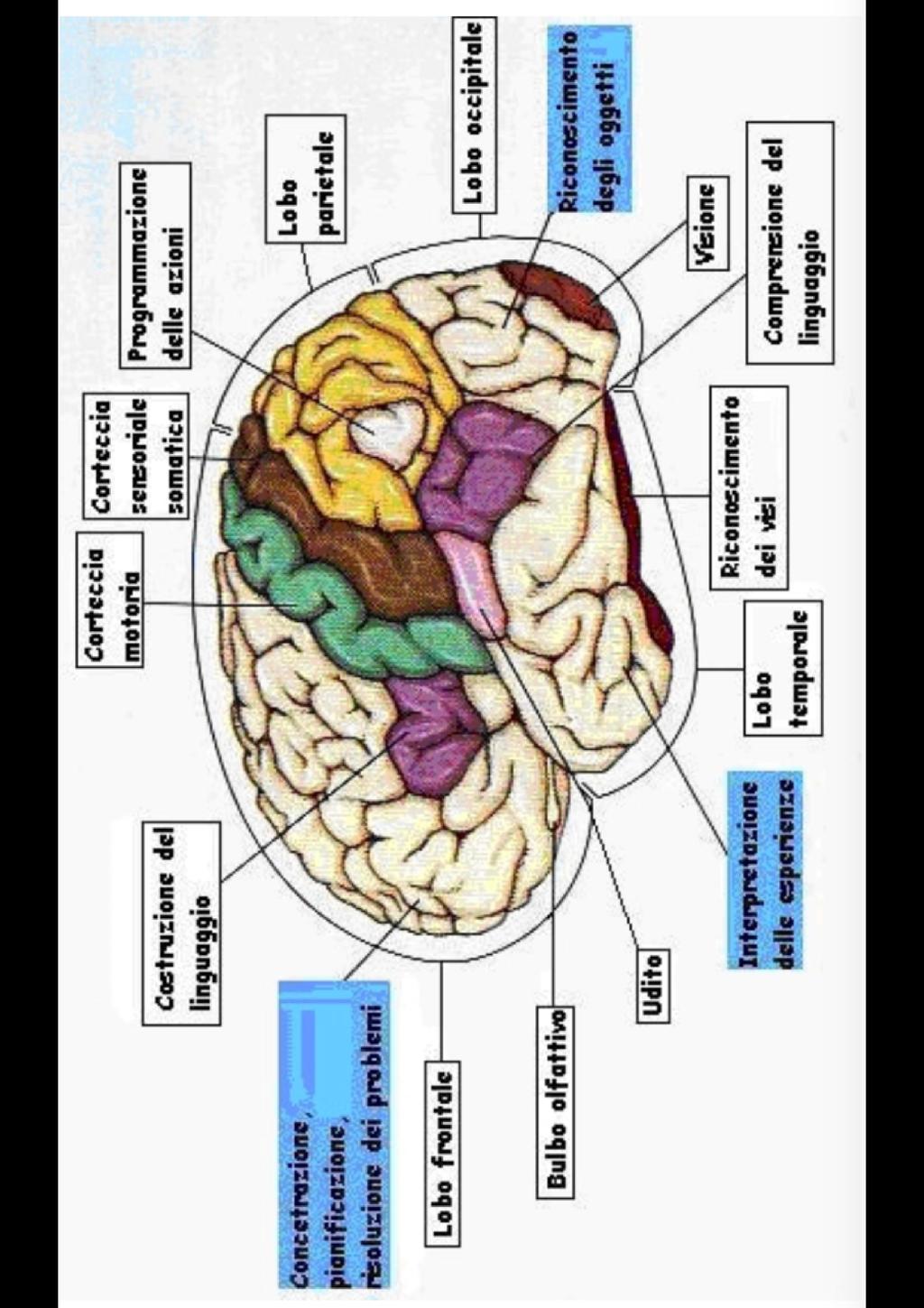 Neuropsychology studies the structure and function of the brain