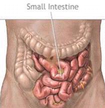 when the stomach is empty the gastric juices are removed stimulation from 3 main factors will stimulate the release of the juices again: ➀ the though, sight or smell of food ➁ food touching the
