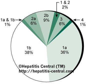 HCV GENOTYPE