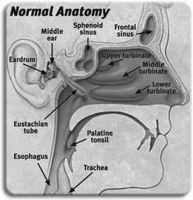 Sinuses per side (8 total): Frontal, Maxillary, Ethmoid & Sphenoid Nasal cavity points toward the ear To develop an approach to nasal obstruction To review the causes