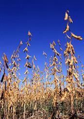 Background Some foods from genetically engineered plants commonplace in the US food supply: Corn Soy Photo courtesy