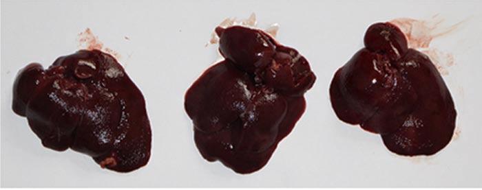 liver sections from the TAA group (Figure 2C) showed damaged