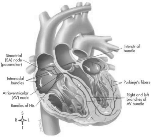 ELECTRICAL SYSTEM: TRIGGERS THE MECHANICAL PHASE Slide 4 Slide 5 Overview of Anatomy and Physiology Cardiac cycle A complete heartbeat Atria contract while ventricles relax Ventricles contract while