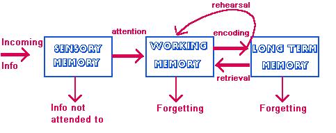 Human Memory Systems Functionally, human memory systems can be grouped into three systems: 1. Short-Term Sensory Storage (STSS) 2. Working Memory (Short-term memory - STM) 3.
