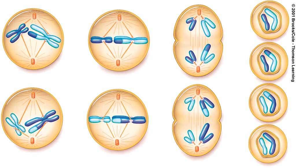 Meiosis II - Stages Prophase II