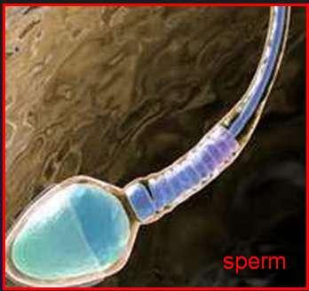 Hormonal control of spermatogenesis: 1-Luteinizing hormone (LH): secreted by the pituitary gland: it binds to receptors on Leydig cells and