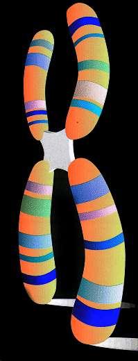 Chromosomes are the carriers of genes. Each chromosome consists of two arms separated by a centromere.
