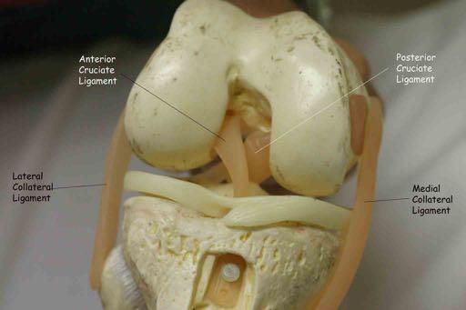 SPECIAL TESTS - CRUCIATE LIGAMENTS ANTERIOR CRUCIATE resists IR and Ant Translation of Tibia on