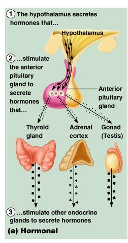 Hormonal Stimuli of Endocrine Glands Endocrine