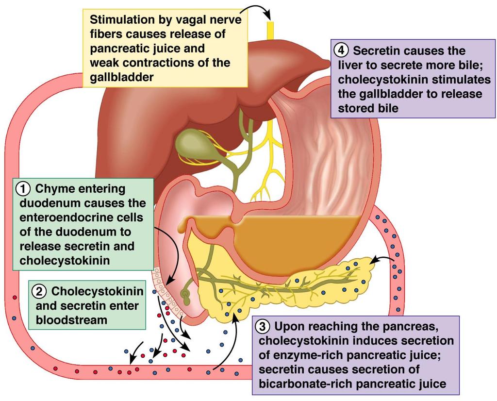 Regulation of Pancreatic