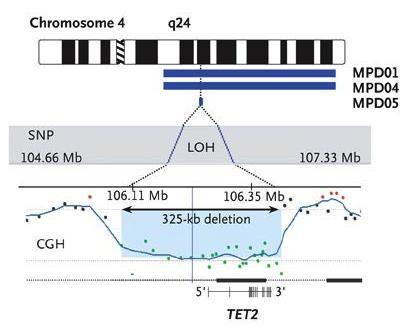 TET2 mutations MPN PV 14/98 (14%) ET 8/73 (11%) PMF 3/10 (30%) MDS 15/81 (18%) AML 5/21 (25%) In