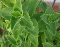 Coleus aromaticos (Karpuravalli)*: Used to cure cough, cold, sore throats, indigestion, rheumatism etc.