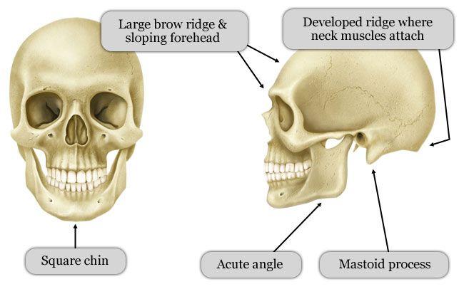 Gender The female skull is smoother than the male s The