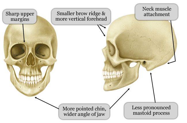 orbits are more circular Males have an occipital