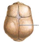 Age 17 The suture at the back of the skull (lamboidal