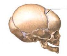 skull (sagittal suture), back to front, will have  By about