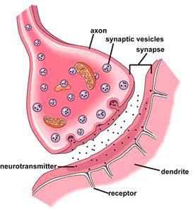 Review Chemical synapse -- presynaptic membrane Presynaptic element -- synapse vesicle