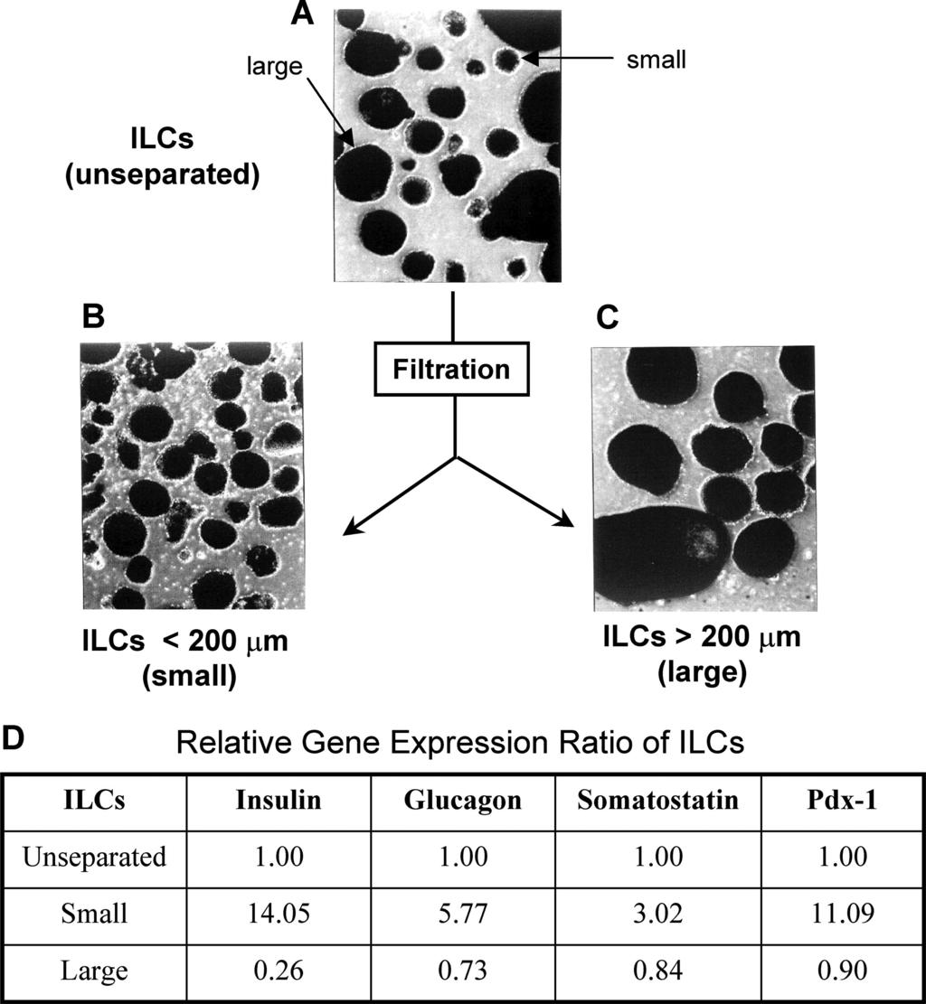 1948 Insulin-Producing Cells from hescs Figure 5. Enrichment and further characterization of ILCs. Human ESC-derived ILCs were enriched at day 36 by passing the clusters through a 200- m nylon mesh.