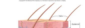 Types of Membranes: Synovial membrane- lines joint cavities of diarthrotic (synovial) joints.